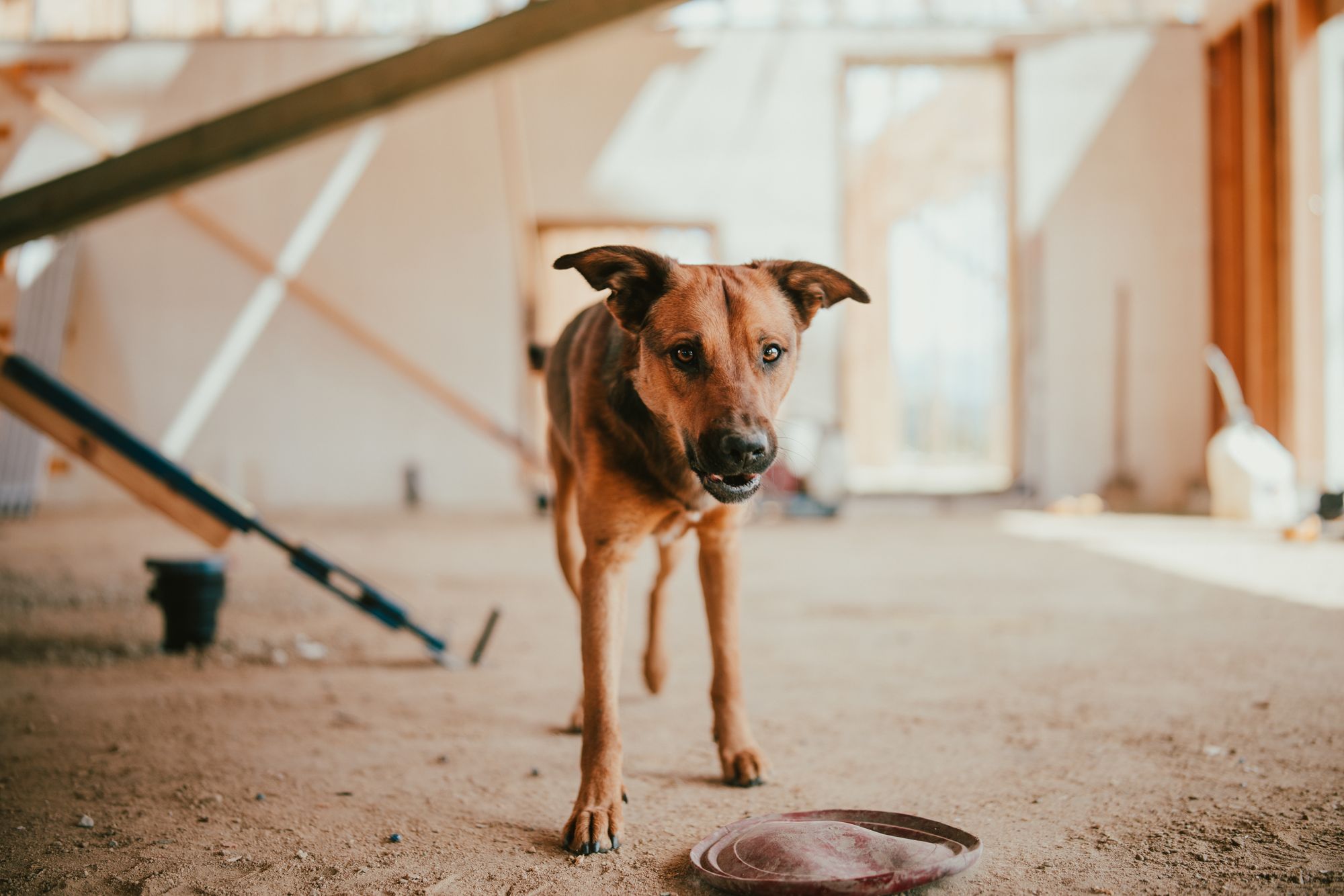 Benji, the job site dog, keeping watch